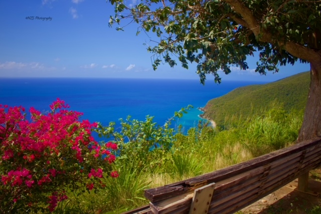 The life - flowers and blue ocean in St. Thomas. (Photo: Nour Suid)